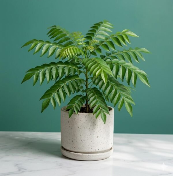 Curry Leaf Plant